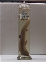 藏品(沙拉真鯊)的圖片